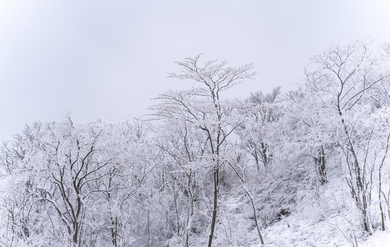 开板！又到一年冰雪季，元旦小长假去绵阳九皇山感受冰雪魅力